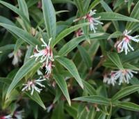 Sweet Box - Sarcococca hookeriana var. digyna 