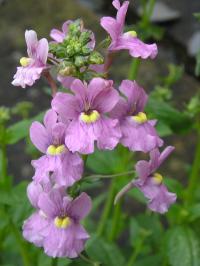 - Nemesia denticulata 'Confetti' - Nemesia denticulata 'Confetti'