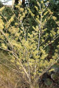 Plant image for Witch Hazel - Hamamelis x intermedia 'Pallida'