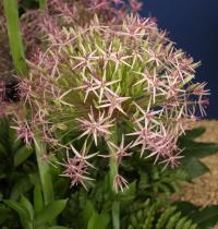 Allium cristophii