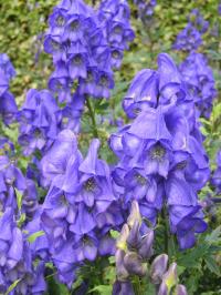 Monkshood Aconite - Aconitum carmichaelii Monkshood Aconite - Aconitum carmichaelii