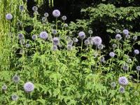 Globe Thistle - Echinops Globe Thistle - Echinops