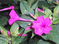 Marvel of Peru - Mirabilis jalapa 