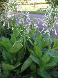 Tobacco Plant - Nicotiana sylvestris 