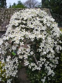 Clematis montana var. grandiflora