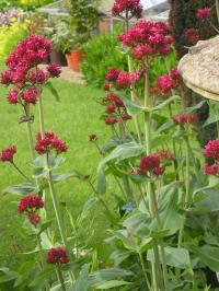 Red Valerian - Centranthus ruber Red Valerian - Centranthus ruber