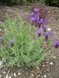French Lavender - Lavandula stoechas 