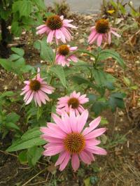 Purple Cone Flower - Echinacea purpurea 