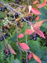 Chokeberry - Aronia melanocarpa 'Brilliant' Chokeberry - Aronia melanocarpa 'Brilliant'