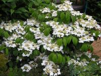Viburnum plicatum 'Mariesii' - Viburnum plicatum 'Mariesii' Viburnum plicatum 'Mariesii' - Viburnum plicatum 'Mariesii'