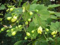 Kirengeshoma palmata - Kirengeshoma palmata Kirengeshoma palmata - Kirengeshoma palmata