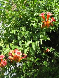 Common Trumpet Vine - Campsis radicans Common Trumpet Vine - Campsis radicans