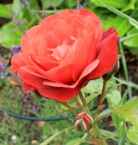 Rose (floribunda) - Rosa  'Hot Chocolate'