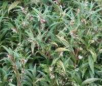 Plant image for Sweet Box - Sarcococca hookeriana var. digyna 