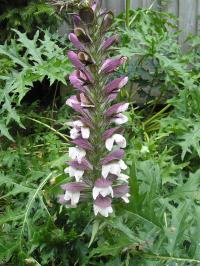 Acanthus spinosus