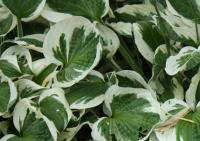 Plantain Lily - Hosta  'Patriot'