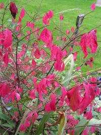 Winged Spindle - Euonymus alatus 