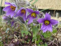 Pasque Flower - Pulsatilla vulgaris 