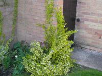 Evergreen bittersweet - Euonymus fortunei 'Emerald 'n' Gold'