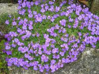 Aubrieta Plant
