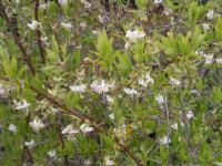 Winter Honeysuckle - Lonicera fragrantissima 