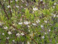 Winter Honeysuckle - Lonicera fragrantissima 