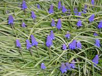 Grape Hyacinth - Muscari armeniacum 