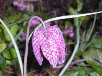 Fritillaria meleagris - Snakes head Fritillary