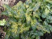 Lords and Ladies - Arum italicum 'Marmoratum'