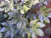 Fatsia - Fatsia japonica 