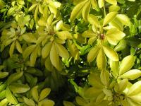 Mexican Orange Blossom - Choisya ternata 'Sundance'