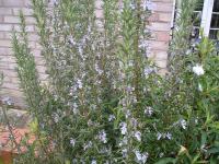 Rosemary - Rosmarinus officinalis 