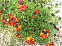 Wallflower - Erysimum cheiri  