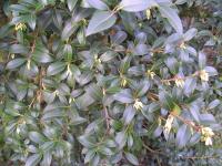 Osmanthus x burkwoodii - Osmanthus x burkwoodii 