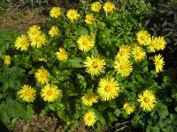 Doronicum - Doronicum columnae 