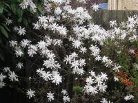 Magnolia stellata  - Star Magnolia