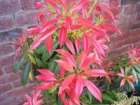 Lily-of-the-valley shrub - Pieris  'Forest Flame'