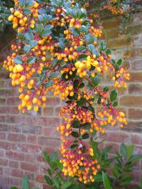 Berberis darwinii - Berberis darwinii 