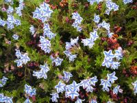  - Lithodora diffusa 'Star'