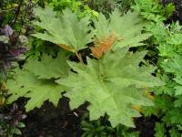 Chinese Rhubarb - Rheum palmatum 