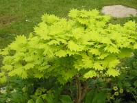 Acer japonicum 'Aureum' - Acer japonicum 'Aureum'