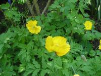 Welsh Poppy - Meconopsis cambrica 