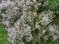 Garden Thyme - Thymus vulgaris 