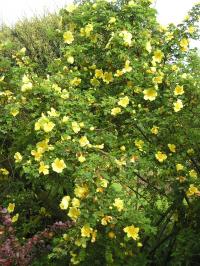 Rosa xanthina 'Canary Bird'