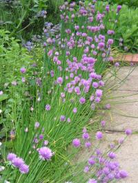 Chives - Allium schoenoprasum 