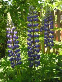 Lupin 'The Governor' - Lupinus  'The Governor'