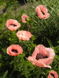 Oriental Poppy - Papaver orientale 'Mrs Perry'