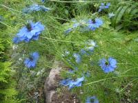 Love-in-a-mist - Nigella damascena 'Miss Jekyll'