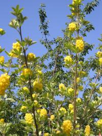 Pineapple Broom - Cytisus battandieri 