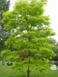 False Acacia Tree